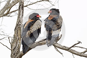 Bateleur Eagle Terathopius ecaudatus pair