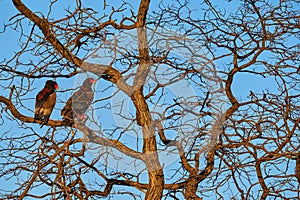 Bateleur Eagle, Terathopius ecaudatus, pair brown and black bird of prey in nature habitat, sitting on the branch, Kgalagadi,