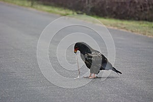 Bateleur eagle, Terathopius ecaudatus, sitting on the road and feeding on a dead snake