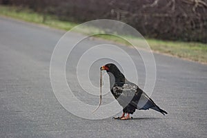 Bateleur eagle, Terathopius ecaudatus, sitting on the road and feeding on a dead snake