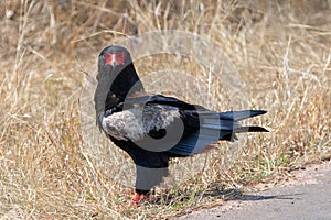 Bateleur eagle [terathopius ecaudatus] staring in Kruger National Park South Africa