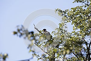 Bateleur Eagle, Terathopius ecaudatus, on the tree,, Moremi National Park, Botswana