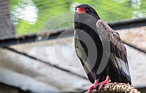 The bateleur Eagle in a Zoo, Berlin