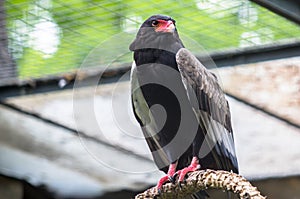 The bateleur Eagle in a Zoo, Berlin