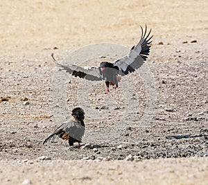 Bateleur Eagles