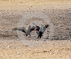 Bateleur Eagles