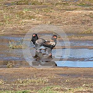 Bateleur Eagles