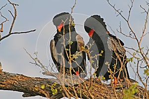 Bateleur eagles