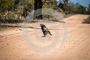 Bateleur eating in the Kruger National Park, South Africa.