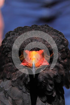Bateleur head close up
