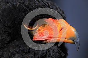 Bateleur head close up