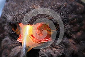 Bateleur head close up