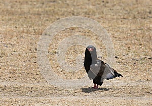 Bateleur is a medium sized eagle closest relatives of snake eagles