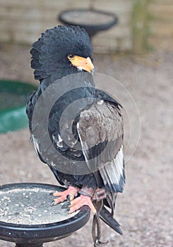 Bateleur eagle on perch photo