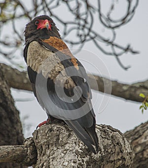 Bateleur surveying the savanah from its perch