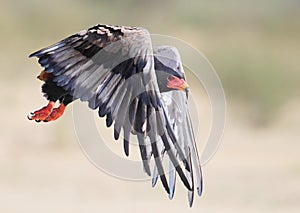 Bateleur taking off in the Kalahari