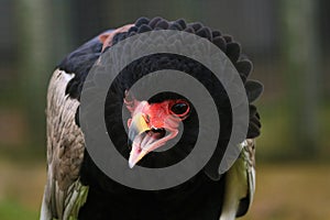 Bateleur Terathopius ecaudatus