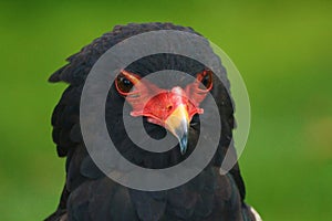 Bateleur Terathopius ecaudatus