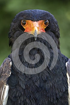 Bateleur Terathopius ecaudatus