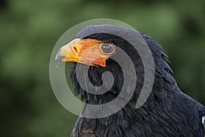 Bateleur Terathopius ecaudatus