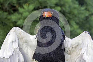 Bateleur Terathopius ecaudatus