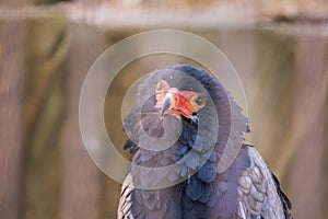 Bateleur Terathopius ecaudatus