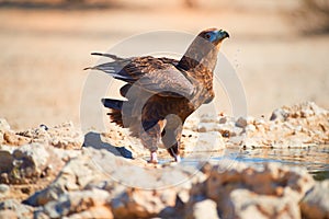 Bateleur, Terathopius ecaudatus,  eagle on the rocky ground, drinking at waterhole against sunny, dry desert in background.