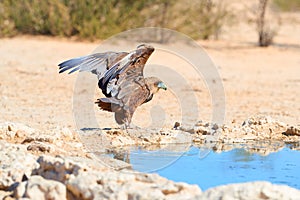 Bateleur, Terathopius ecaudatus,  eagle on the rocky ground, drinking at waterhole against sunny, dry desert in background.