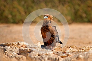 Bateleur, Terathopius ecaudatus, eagle on the rocky ground, drinking at waterhole against sunny, dry desert in background. Africa