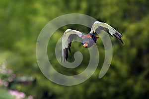 Bateleur Terathopius ecaudatus flying with a green background. African eagle in flight