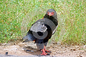 Bateleur (Terathopius ecaudatus)