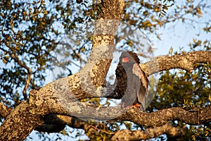 Bateleur (Terathopius ecaudatus)