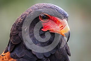 Bateleur - Terathopius ecaudatus, portrait of beautiful colored bird of prey