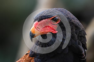 Bateleur - Terathopius ecaudatus, portrait of beautiful colored bird of prey