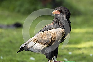 The bateleur Terathopius ecaudatus