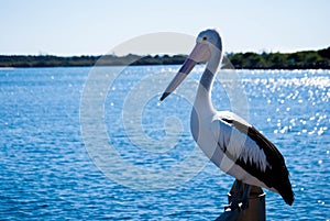 Batemans Bay Pelicans