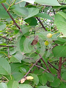 baterfly of green leaf in garden sherry