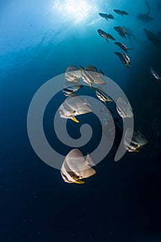 Batfish schooling