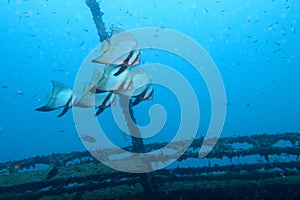 Batfish on a wreck