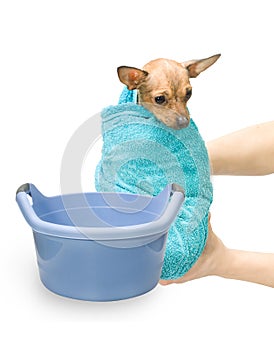 Bath Canine Hydrotherapy