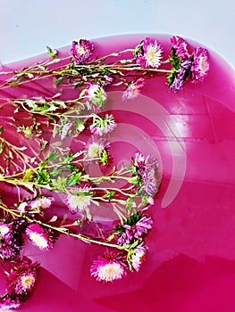 Bath with crimson red purple very peri water with chrysanthemum flowers. Chrysanthemum flower on water surface with