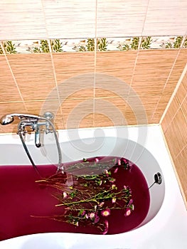 Bath with crimson red purple very peri water with chrysanthemum flowers. Chrysanthemum flower on water surface with