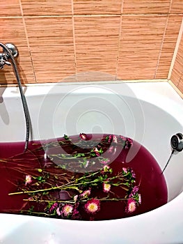 Bath with crimson red purple very peri water with chrysanthemum flowers. Chrysanthemum flower on water surface with