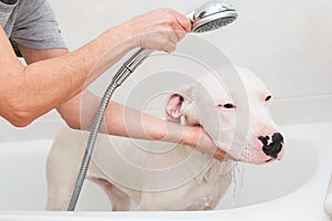 Bath of a dog Dogo Argentino