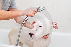 Bath of a dog Dogo Argentino