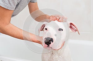 Bath of a dog Dogo Argentino