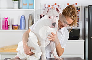 Bath of a dog Dogo Argentino