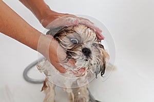 Bath of a dog Shih Tzu