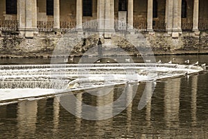 Bath, England - the Avon river/the seagulls with and old buildign in the background.