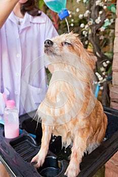 Bath time for brown pomeranian shower